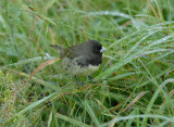 Yellow-bellied Seedeater