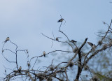 Blue-and-white Swallow