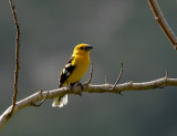 Southern Yellow-Grosbeak