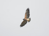 White-tailed Hawk5