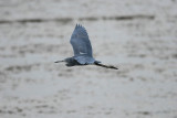 Little Blue Heron3