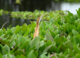 Pinnated Bittern3