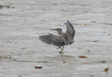 Striated Heron