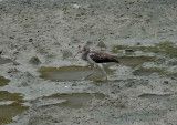 White Ibis2