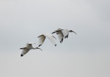 White Ibis3