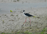 Black-necked Stilt