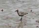 Gray Plover