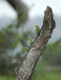 Pacific Parrotlet