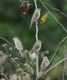 Parrot-billed Seedeater