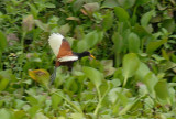 Wattled Jacana