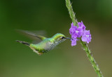 Booted Raquettail