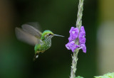 Booted Raquettail