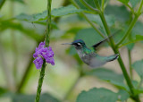 Violet-headed Hummingbird