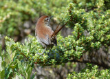 White-chinned Thistletail4