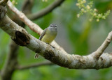 Sooty-headed Tyrannulet