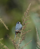 Paramo Seedeater
