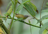 Red-eyed Vireo