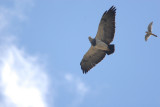 Black-chested Buzzard-Eagle5