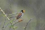 Buff-bridled Inca-Finch5