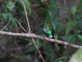 Emerald-bellied Puffleg2