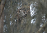 Koepckes Screech-Owl
