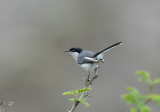 Tropical Gnatcatcher