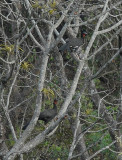 White-winged Guan3