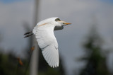 Cattle Egret5