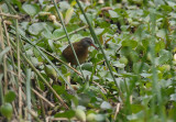 Ecuadorian Rail