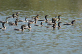 Neotropic Cormorant2