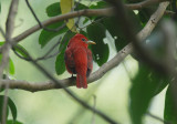 Summer Tanager3