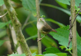 House Wren