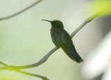 Sparkling Violetear melanistic