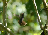 Sparkling Violetear melanistic