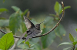 Sparkling Violetear melanistic
