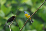 Blue-and-yellow Tanager