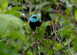 Blue-necked Tanager