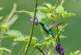 Blue-tailed Emerald2