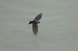 Brown-bellied Swallow2