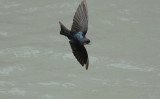 Brown-bellied Swallow4
