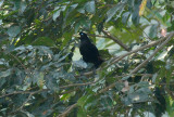 Crested Oropendola