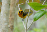 Golden Tanager