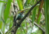 Golden-eared Tanager
