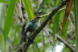 Golden-eared Tanager2