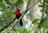 Masked Crimson Tanager2