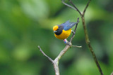 Orange-bellied Euphonia