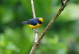 Orange-bellied Euphonia2