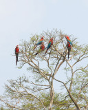 Red-and-green Macaw7