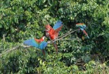 Red-and-green Macaw11