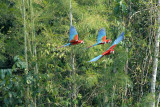 Red-and-green Macaw12